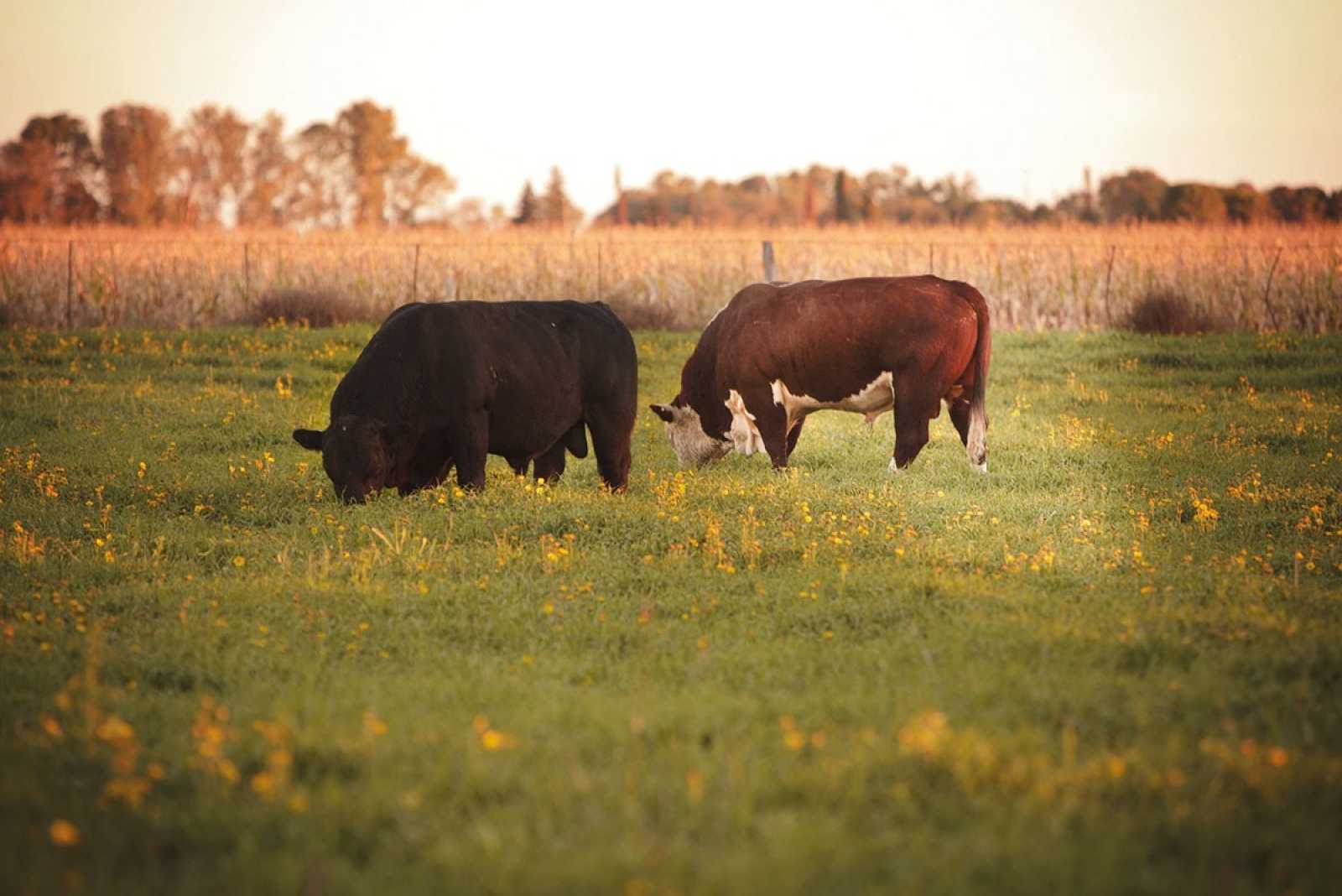 Argentina logró la reapertura del mercado para exportar genética bovina a Uruguay