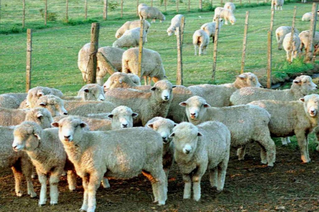 Ovinos: más lana y más carne