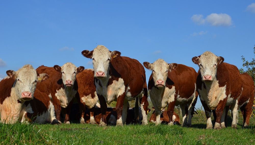 Argentine Hereford Beef: la Asociación de criadores se reunió con frigoríficos exportadores