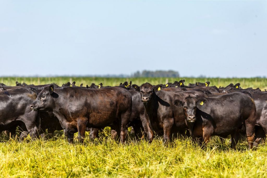 2019: Un año de oportunidades y definiciones para la carne argentina