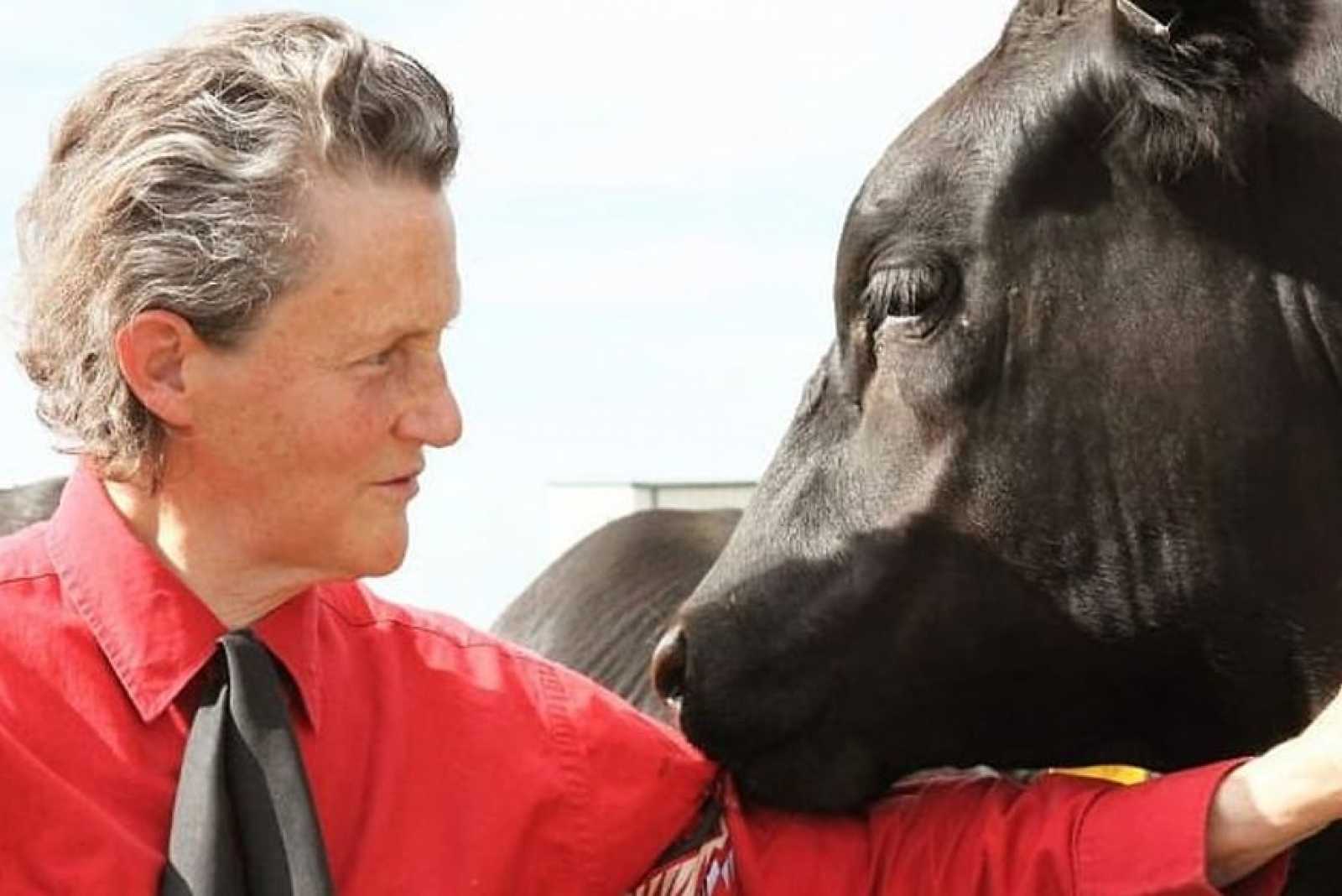 Quién es Temple Grandin?, la mujer que “piensa como las vacas” | Farmquip  Argentina