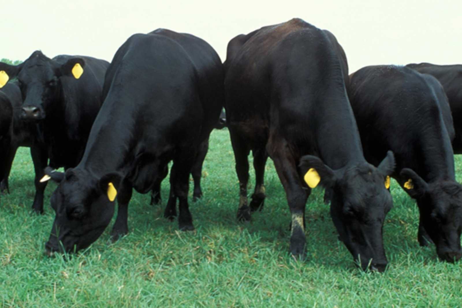 Desarrollan una variedad de alfalfa “ideal para el pastoreo directo”